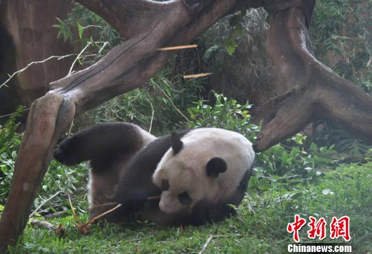 D顰似(c)L z