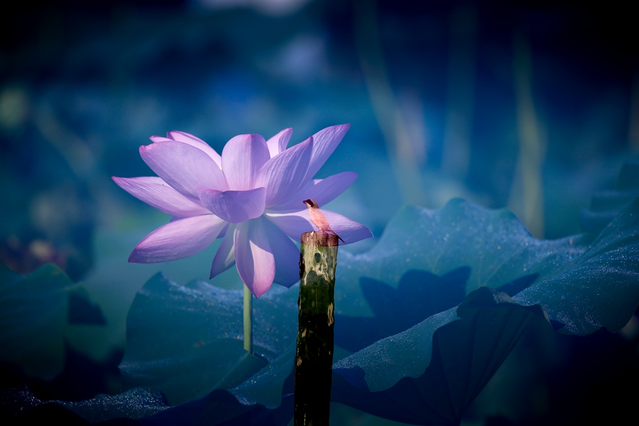  Lotus in ShuangRu, Hanyin